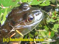 /home//u458753944/public_html/sourcegallery//Frogs/More bullfrogs/P9060096.JPG